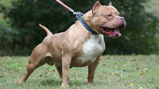 gia-cho-pitbull-1-1