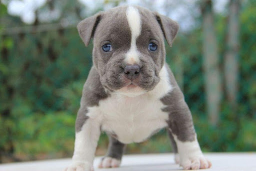 gia-cho-pitbull-2