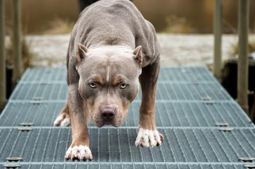 gia-cho-pitbull-3