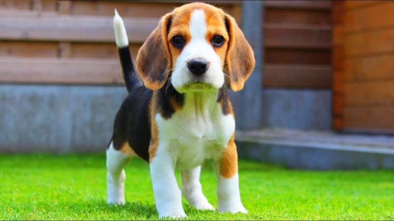 giong-cho-beagle Giống chó Beagle đẹp dễ nuôi