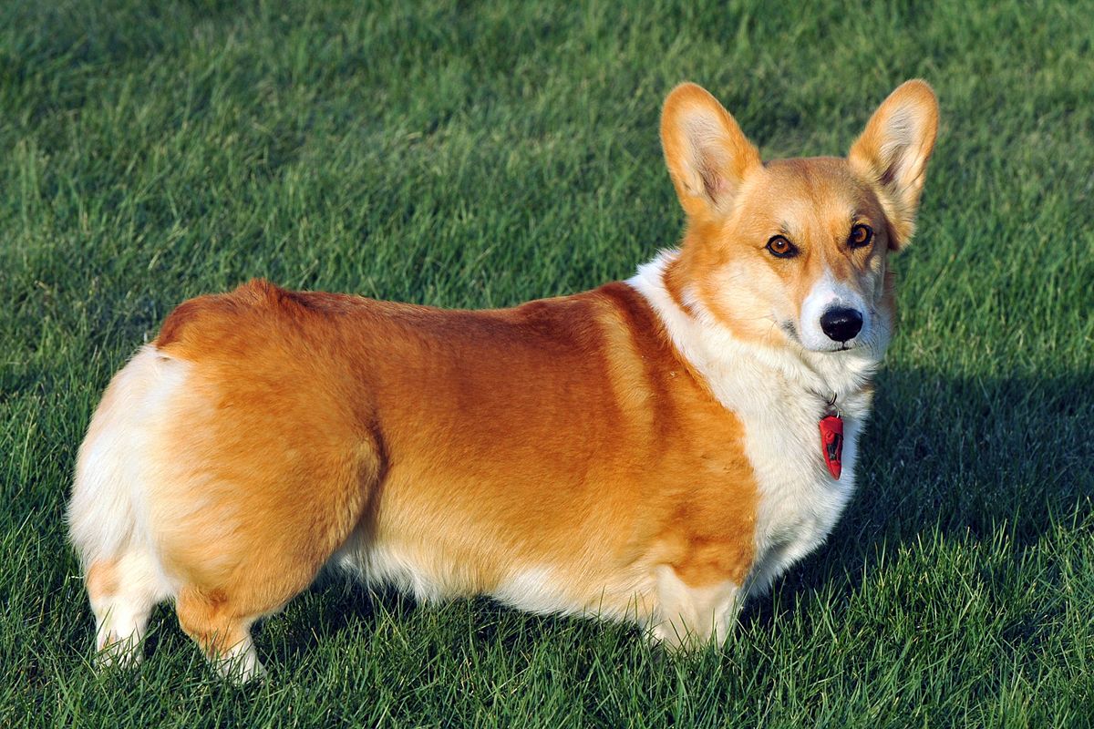giong-cho-cogrgi-welch-corgi-pembroke giống chó corgi - Pembroke welsh Corgis