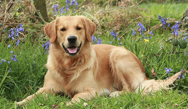 giong-cho-golden Giống chó Golden Retriever