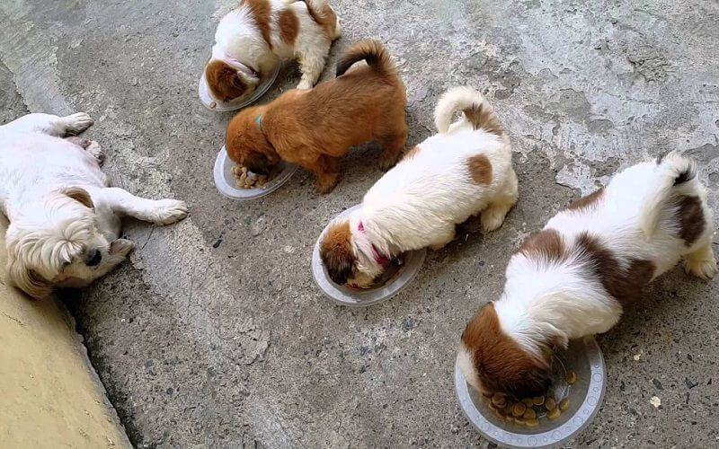 khoang-chat-cho-cho-3-thang-tuoi-3-1-1