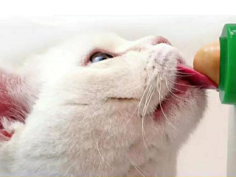 khoang-chat-cho-meo-so-sinh-1-1