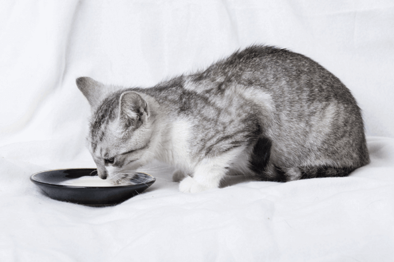 khoang-chat-tot-cho-xuong-meo-3