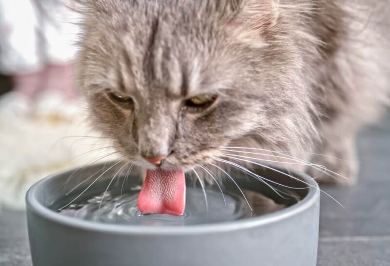 khoang-chat-trong-nuoc-danh-cho-cho-meo-2