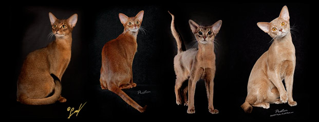 mau-sac-cua-meo-abyssinian