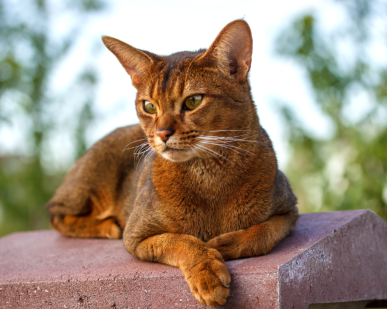 meo-abyssinian-1-1