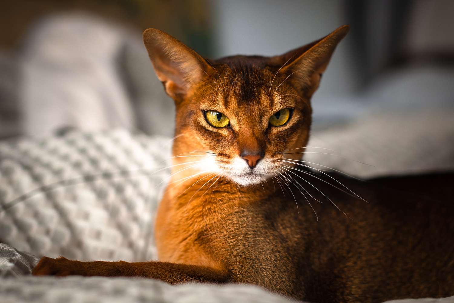meo-abyssinian-2