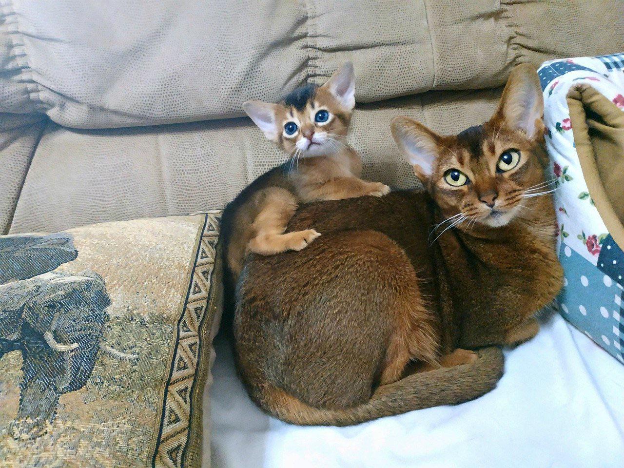 meo-abyssinian
