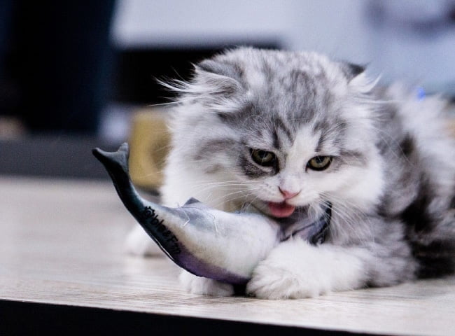 meo-an-ca-ngu-duoc-khong