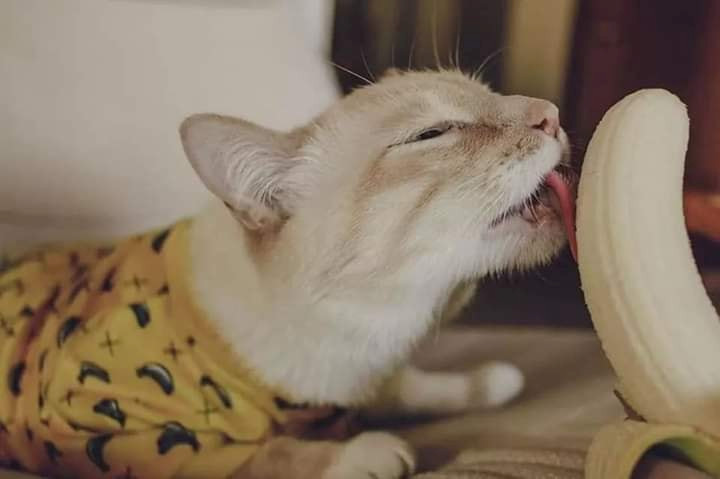 meo-an-chuoi-duoc-khong-2