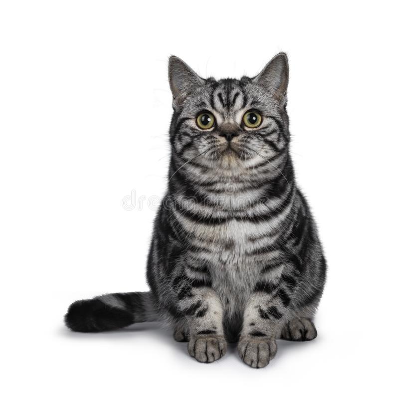 meo-anh-long-ngan-tabby-muop-soc-tabby-tabby