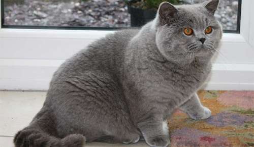 meo-anh-long-ngan4-2