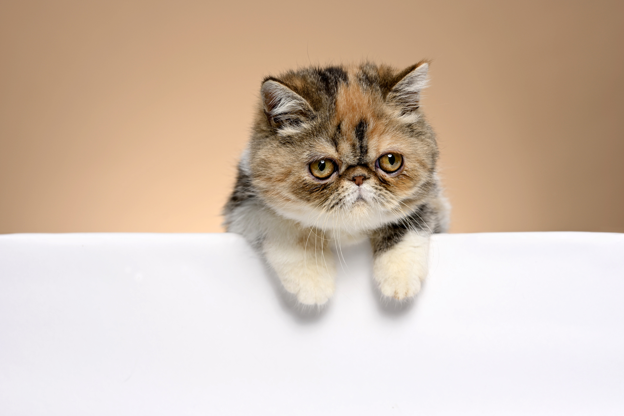 meo-ba-tu-long-ngan-exotic-pet247-3