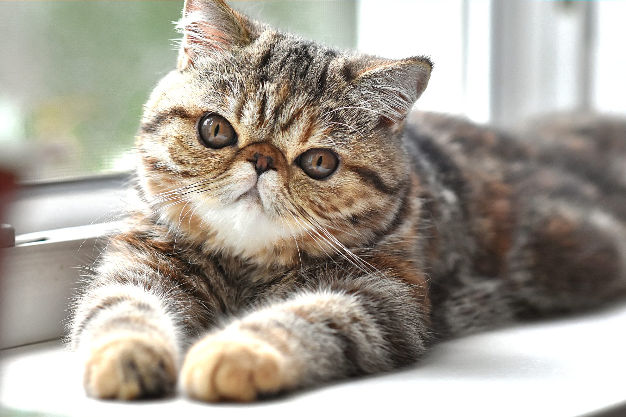 meo-ba-tu-long-ngan-exotic-pet247-4