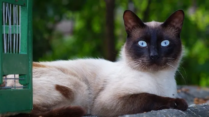 meo-bac-ky-meo-tonkinese-pet247-1-1
