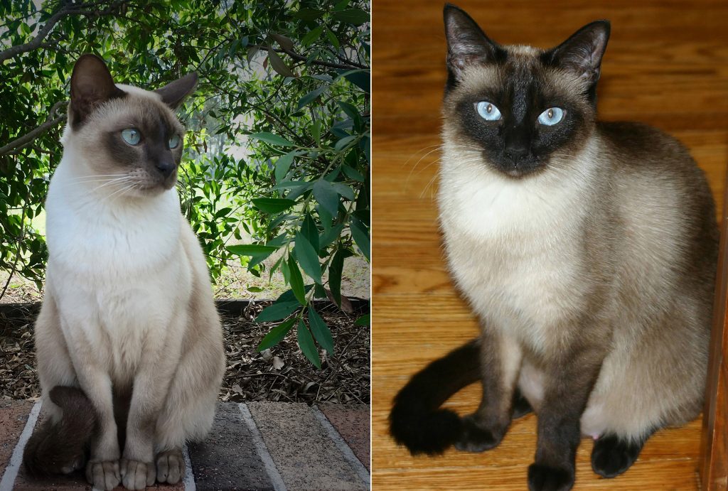 meo-bac-ky-meo-tonkinese-pet247-1