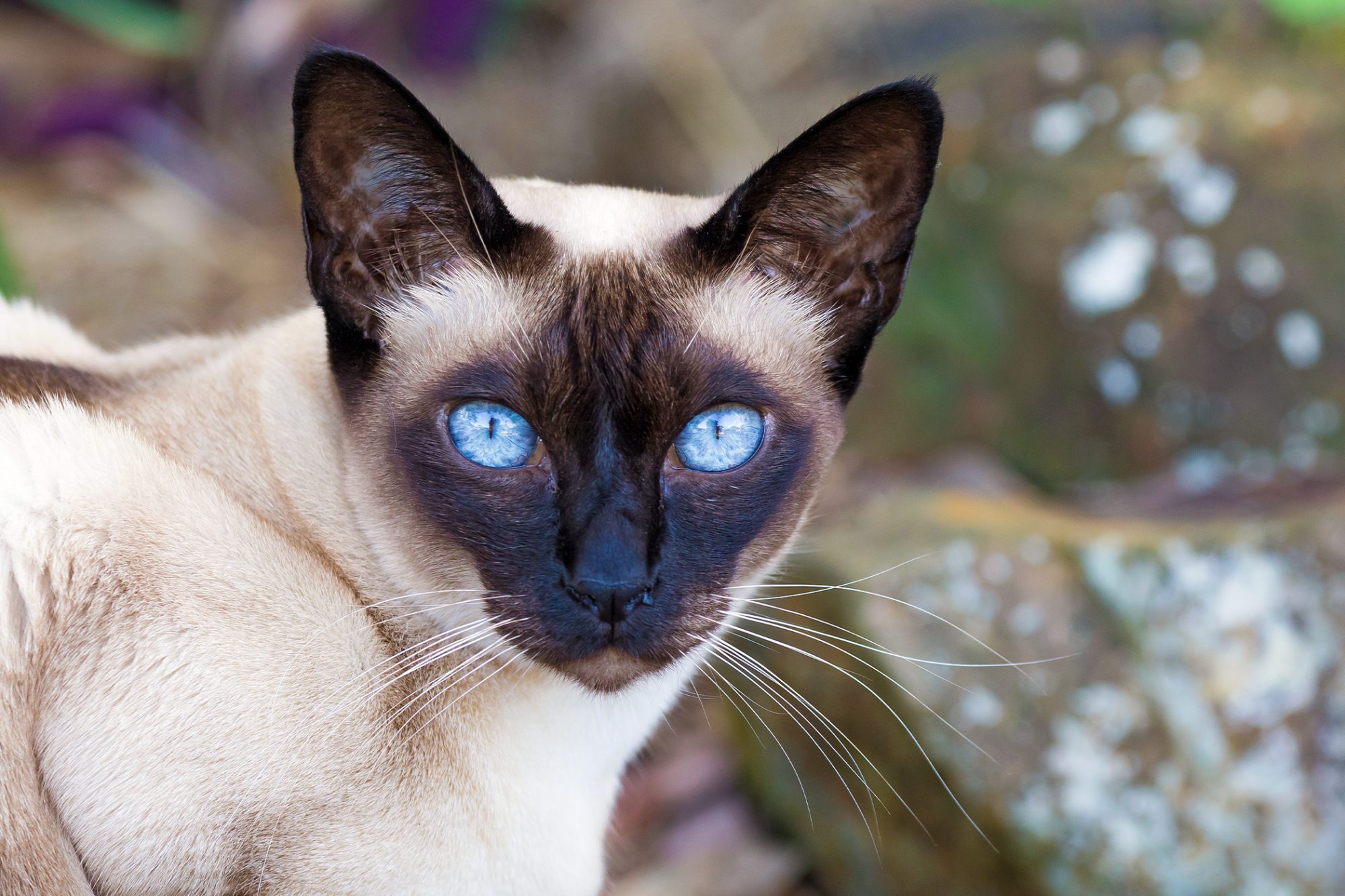 meo-bac-ky-meo-tonkinese-pet247-2