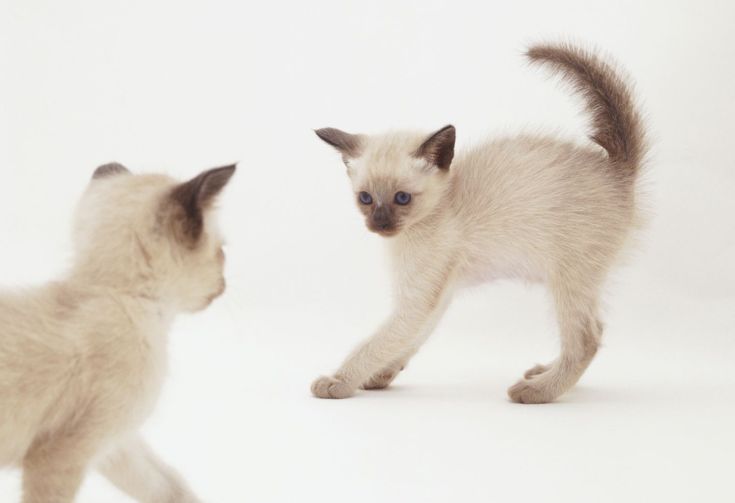 meo-bac-ky-meo-tonkinese-pet247-3