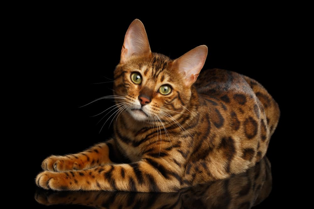 meo-bengal