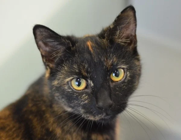 meo-bi-benh-chuyen-hoa