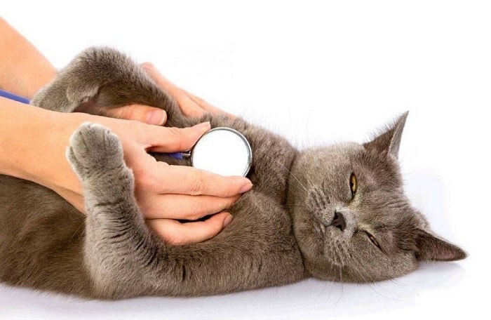meo-bi-hen-min-1-1 Cách Tốt Nhất Để Chữa Trị Mèo Bị Hen - Gia Đình Pet