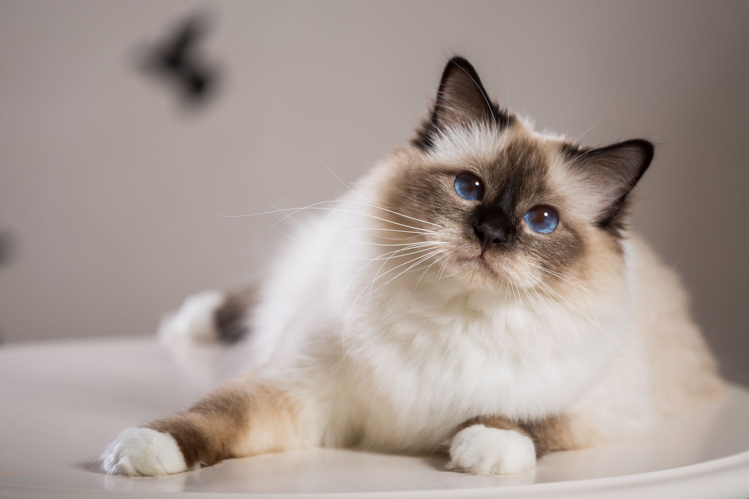 meo-birman-1