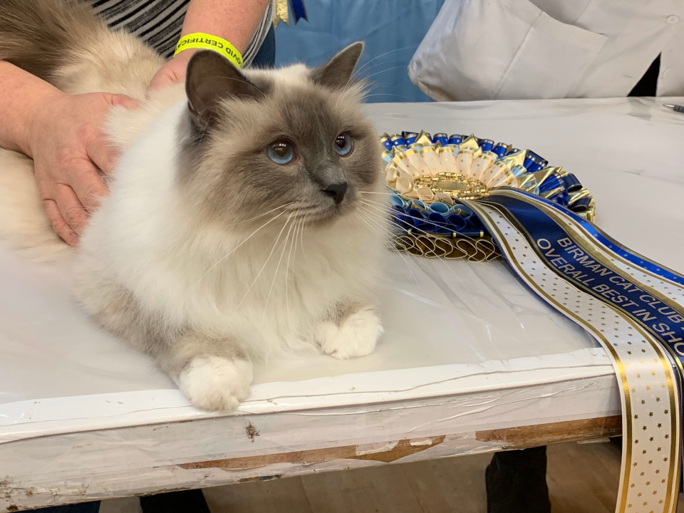 meo-birman-1