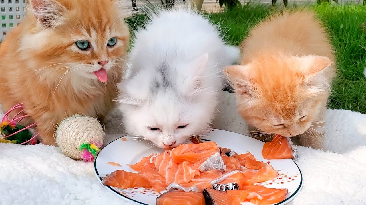 meo-co-the-an-ca-hoi-khong-2-1