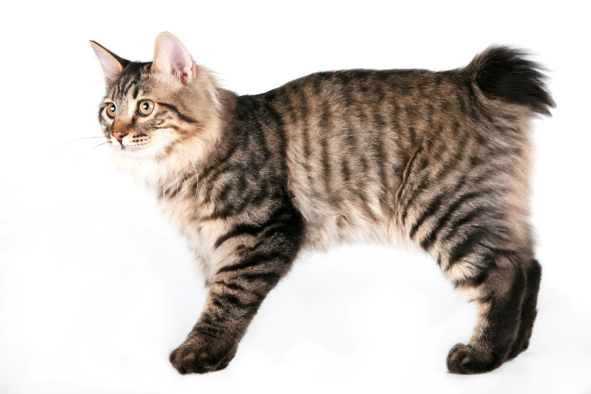 meo-coc-duoi-kurilian-bobtail-pet247-1-1