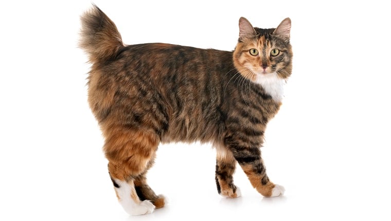 meo-coc-duoi-kurilian-bobtail-pet247-1