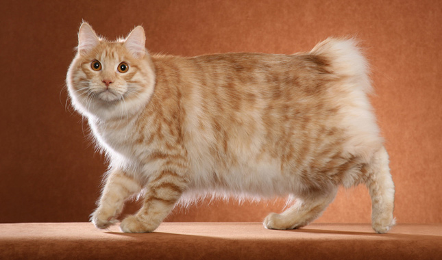 meo-coc-duoi-kurilian-bobtail-pet247-2