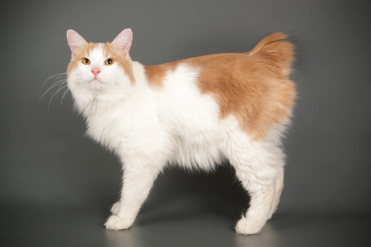roy-indoor-10kg-2