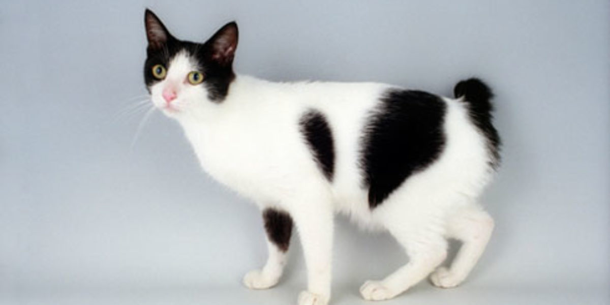 meo-coc-duoi-nhat-ban-japanese-bobtail-pet247-1