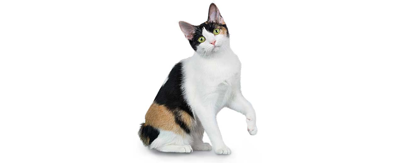 meo-coc-duoi-nhat-ban-japanese-bobtail-pet247-2