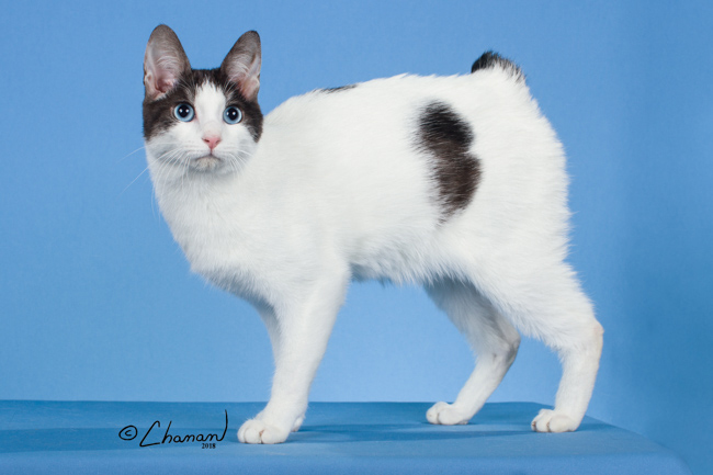 meo-coc-duoi-nhat-ban-japanese-bobtail-pet247-3