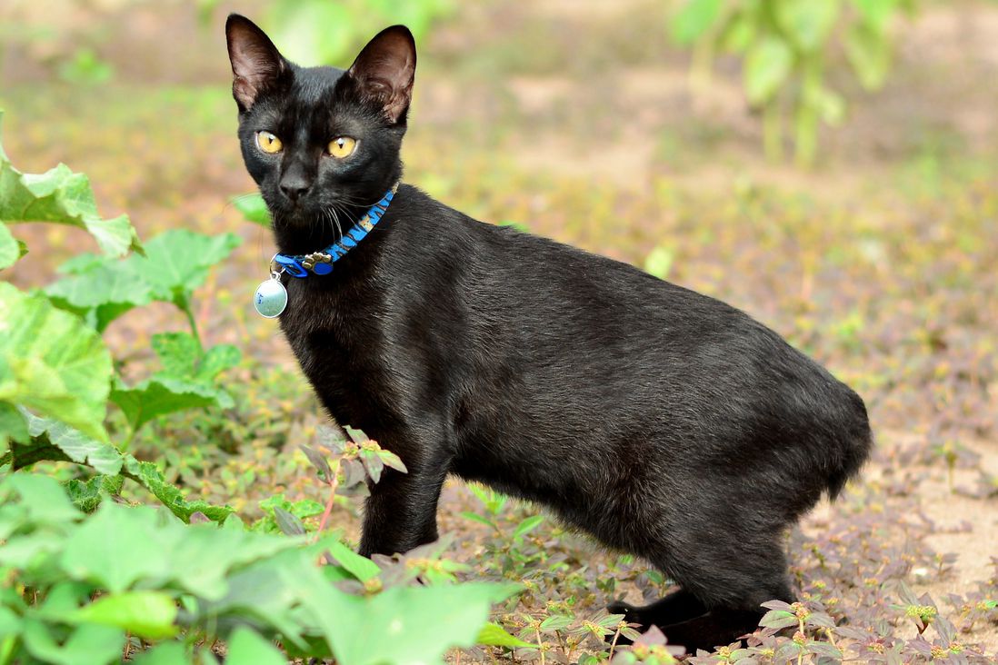 meo-coc-duoi-nhat-ban-japanese-bobtail-pet247-4
