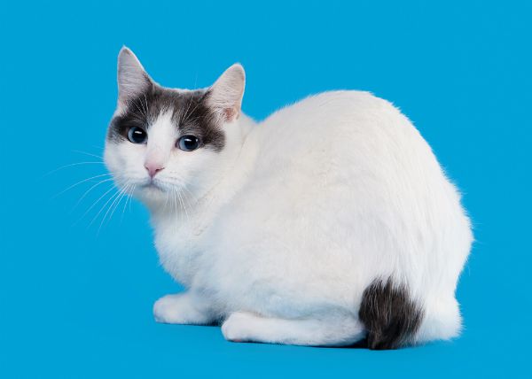meo-coc-duoi-nhat-ban-japanese-bobtail-pet247-5-1