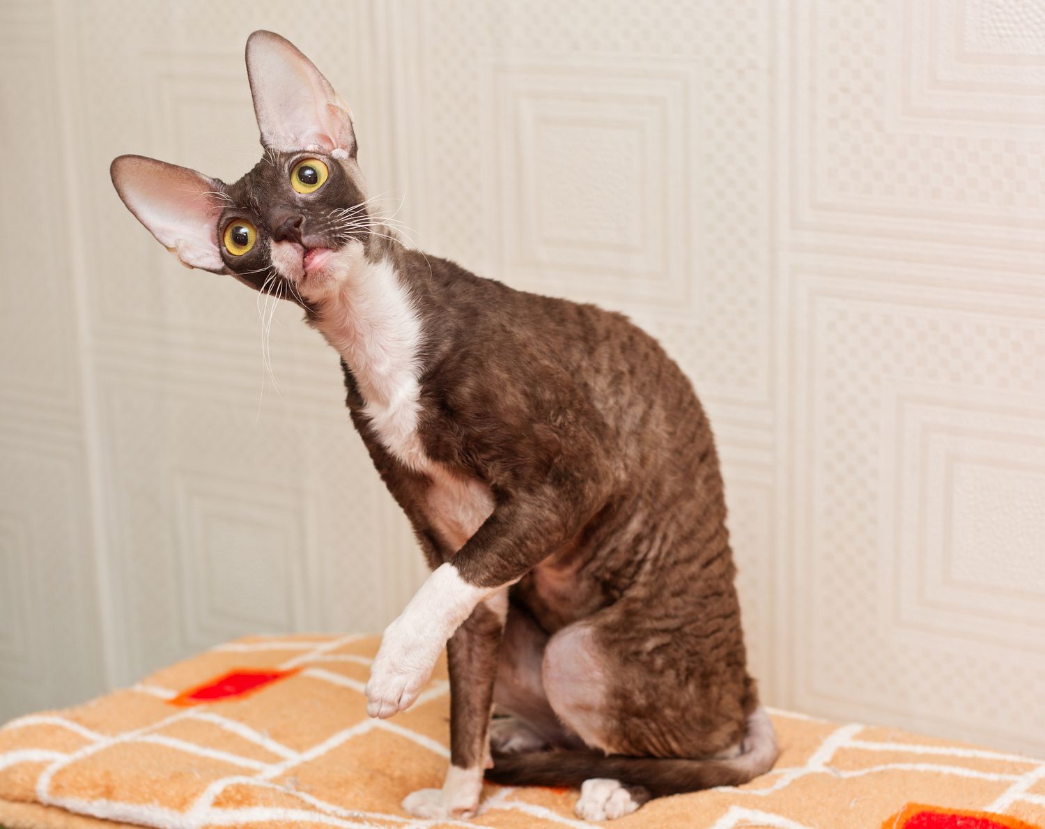 meo-cornish-rex-long-xoan-1-1
