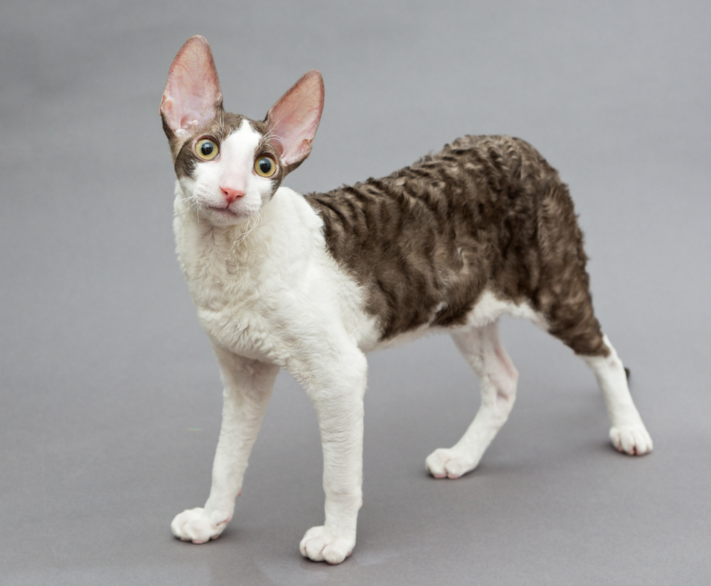 meo-cornish-rex-long-xoan-1