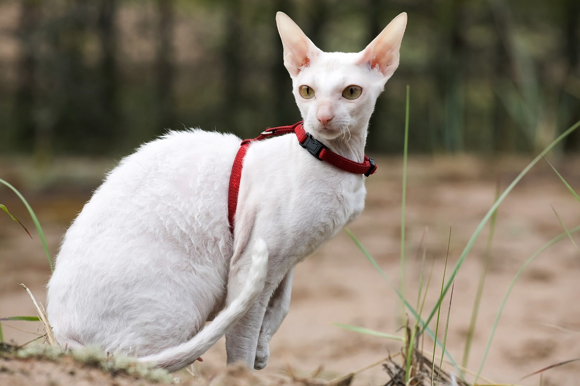 meo-cornish-rex-long-xoan-3