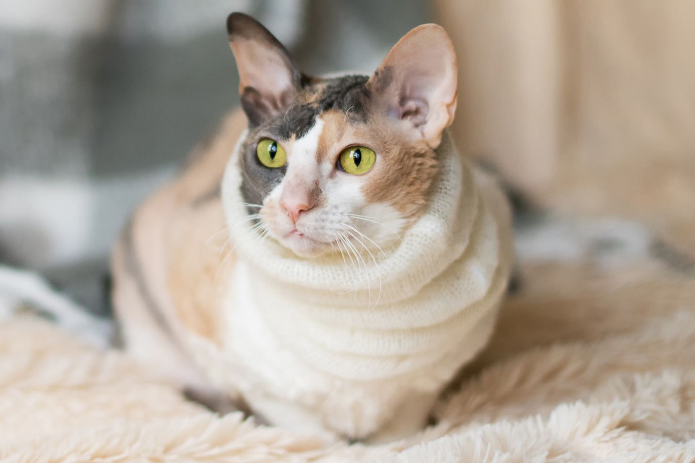 meo-cornish-rex-long-xoan-4