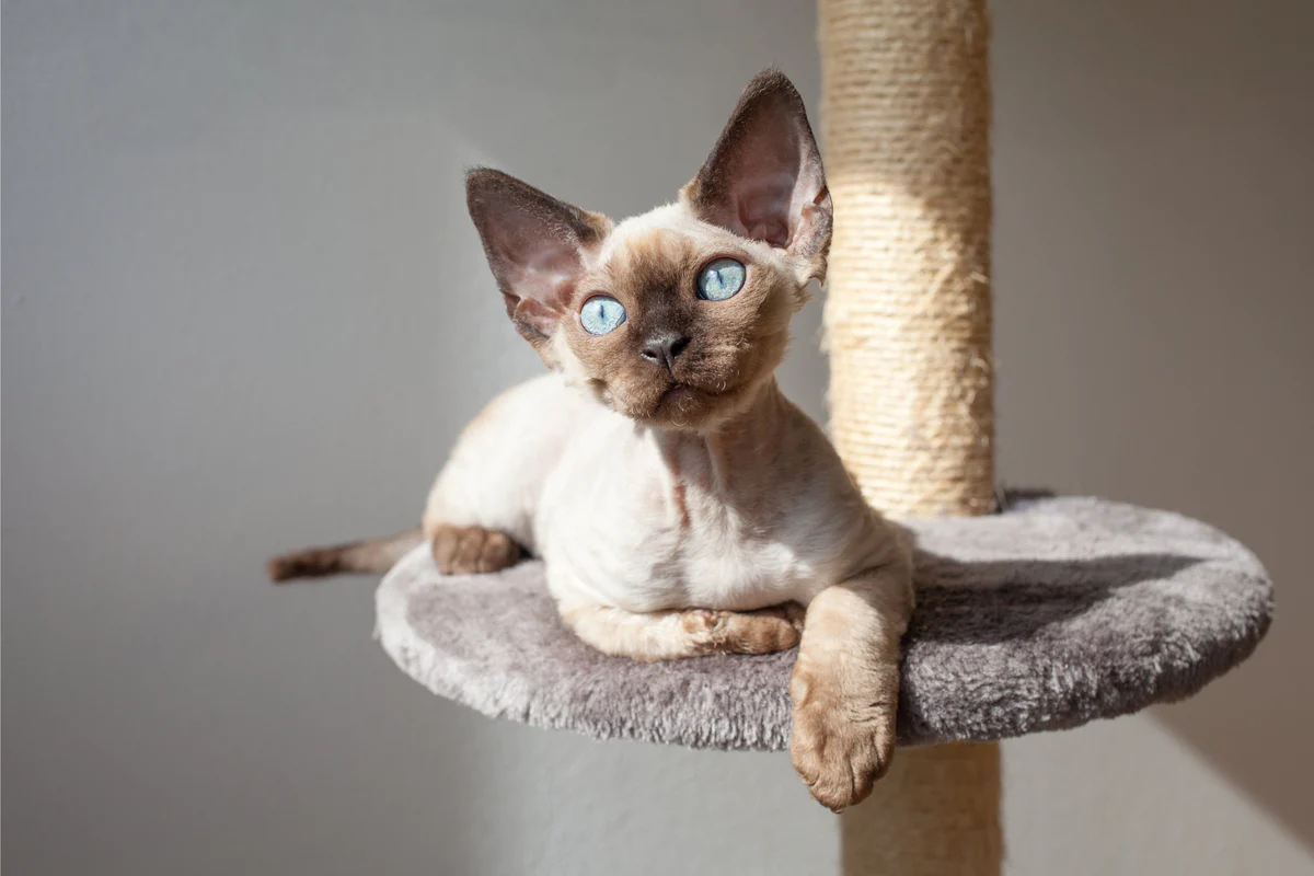 meo-devon-rex-pet247-1-1