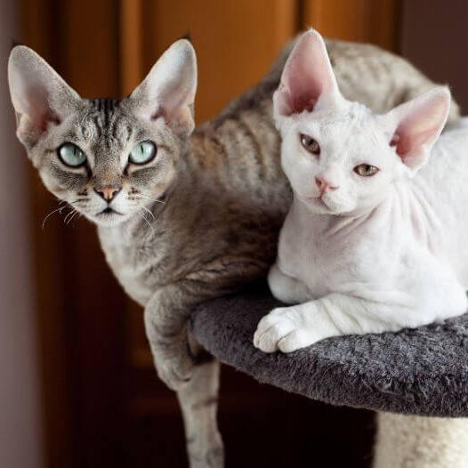 meo-devon-rex-pet247-1