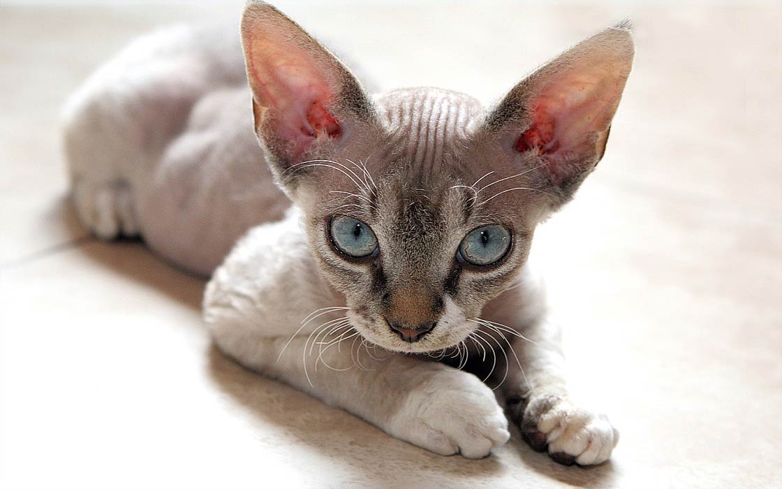 meo-devon-rex-pet247-2