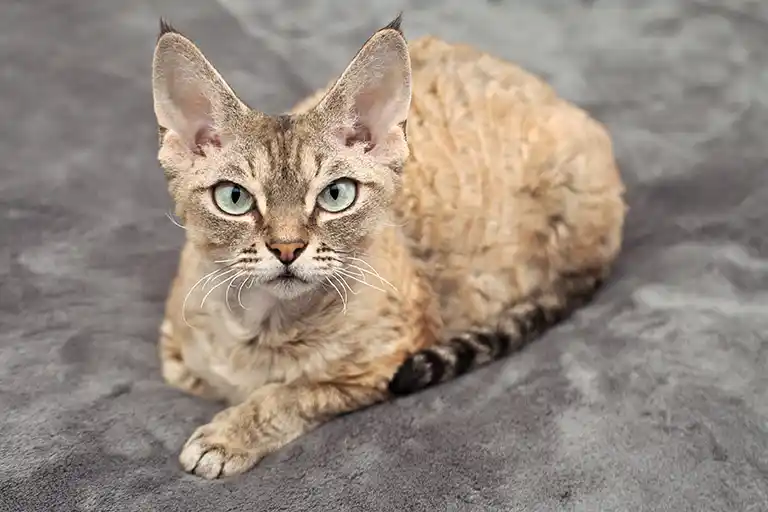 meo-devon-rex-pet247-2