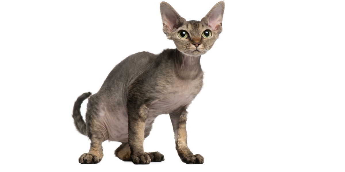 meo-devon-rex-pet247-3