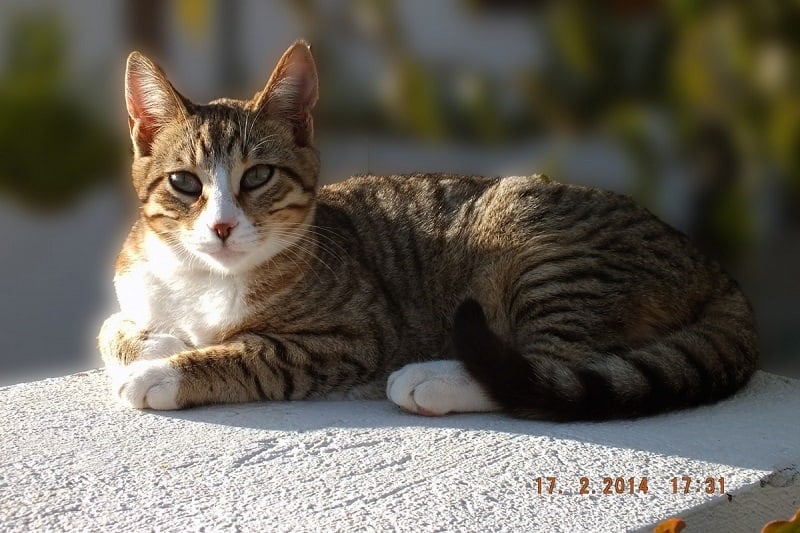 meo-dragon-li-pet-247-2