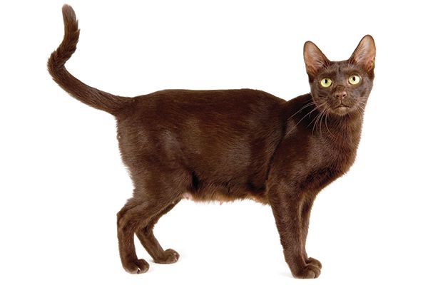 meo-havana-brown-1